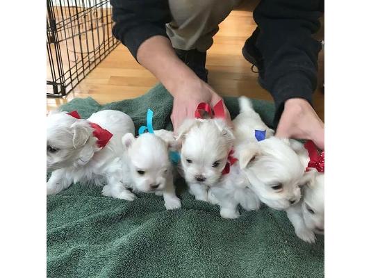 PoulaTo: λευκά κουτάβια Μάλτας